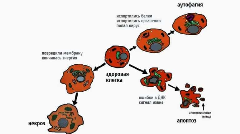 С чем смешать и употреблять куркуму для похудения. Какая смесь выведет отёки и лишнюю слизь из организма. Фото №2